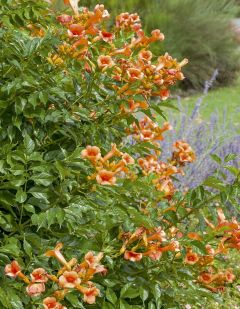 Bignone 'Indian Summer'