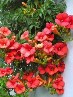 Bignone 'Mme Galen' Bignone 'Mme Galen'