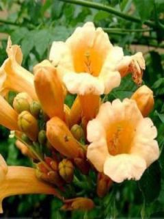  Jardin du Pic Vert Bignone Trompette de Virginie 'Flava'