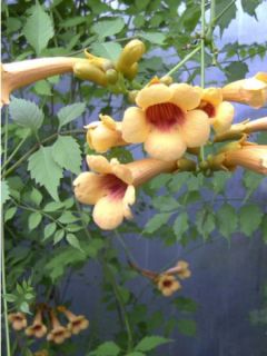 Campsis radicans Judy - Bignone de Virginie