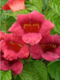 Bignone, Trompette de Virginie 'Stomboli'