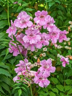 Podranea ricasoliana - Bignone rose