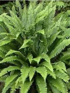 Blechnum spicant -  Fougère pectinée