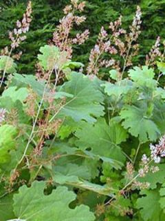 Bocconie 'Kelway's Coral Plume'
