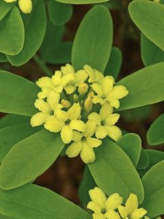 Bois-joli 'Royal Crown'