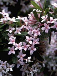 Bois-joli 'Somerset'