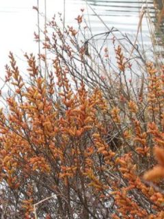 Bois-sent-bon - Myrica gale