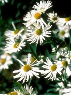 Boltonia asteroides Snowbank - Aster étoilé
