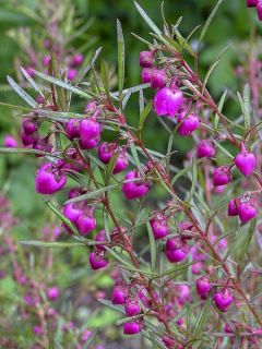 Boronie à feuillage varié