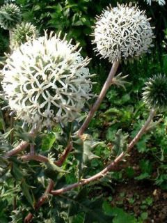 Boule azurée 'Artic Glow'