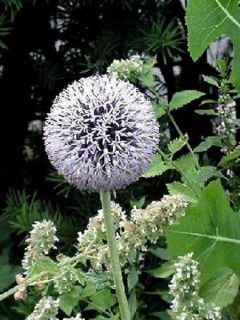 Boule azurée, Chardon boule