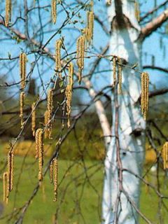 Bouleau à papier Bouleau à papier