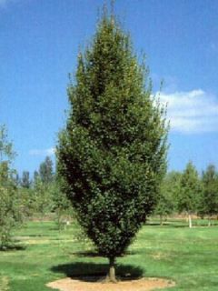 Bouleau commun 'Fastigiata' Bouleau commun 'Fastigiata'