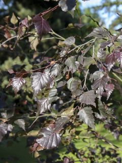 Bouleau pourpre - Betula pendula Royal Frost Bouleau pourpre - Betula pendula Royal Frost