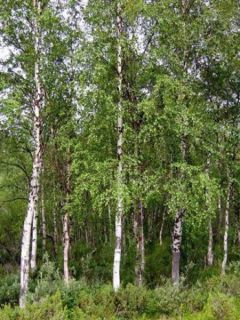Betula pendula (alba, verrucosa) - Bouleau pleureur. Betula pendula (alba, verrucosa) - Bouleau pleureur.