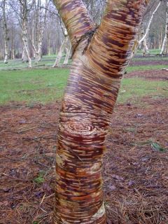 Bouleau d'Erman 'Mount Zao Purple' Bouleau d'Erman 'Mount Zao Purple'
