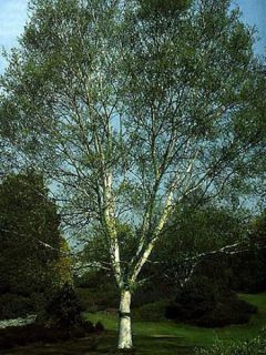 Bouleau d'Erman Bouleau d'Erman