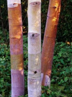 Betula albosinensis Septentrionalis - Bouleau de Chine Betula albosinensis Septentrionalis - Bouleau de Chine