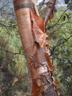 Bouleau blanc de l'Himalaya - Betula utilis Nepalese Orange Bouleau blanc de l'Himalaya - Betula utilis Nepalese Orange