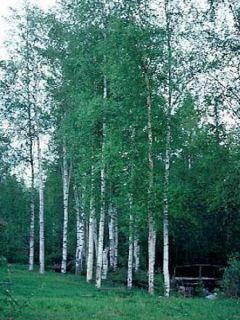 Bouleau de marais Bouleau de marais