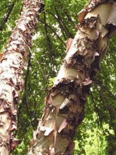 Bouleau noir Bouleau noir