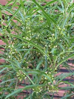 Bourdaine 'Fine Line'®