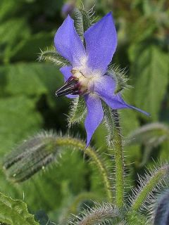 Bourrache officinale