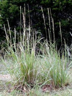 Bouteloua curtipendula