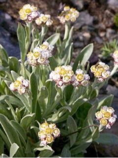 Bouton d'argent des Alpes
