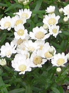 Achillée - Achillea ptarmica Nana Compacta