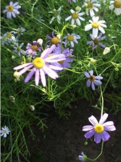 Brachyscome multifida