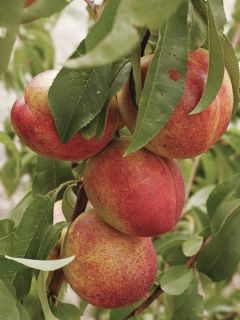 Brugnonier nain 'Garden Beauty'