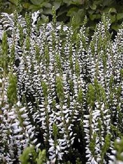 Bruyère d'été - Calluna vulgaris Alba
