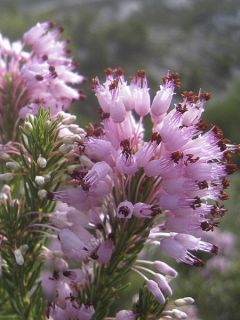 Erica mediterranea - Bruyère de l'ouest