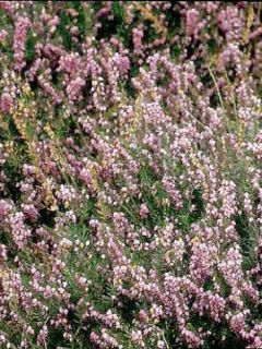 Bruyère des neiges 'Ghost Hills'