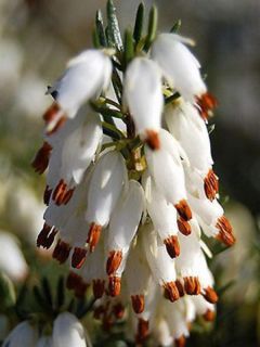 Bruyère des neiges 'Springwood White'