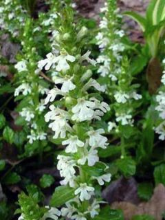 Ajuga reptans Alba - Bugle rampant