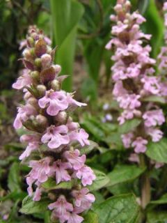Bugle rampant 'Rosea'