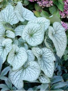 Brunnera macrophylla Alexander's Great - Myosotis du Caucase