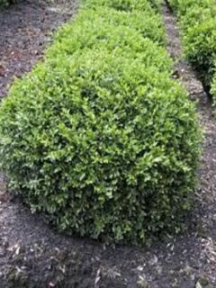 Buis à petites feuilles 'Rococo' Buis à petites feuilles 'Rococo'