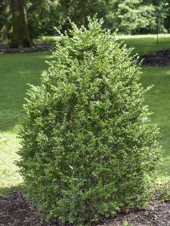 Buis commun 'Arborescens' Buis commun 'Arborescens'