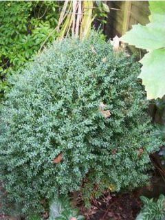 Buis commun 'Myosotidifolia' Buis commun 'Myosotidifolia'