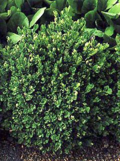 Buis commun 'Suffruticosa' Buis commun 'Suffruticosa'