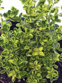 Buis 'Golden Dream' Buis 'Golden Dream'