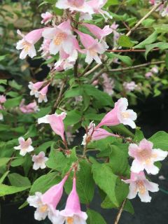 Kolkwitzia amabilis - Buisson de beauté