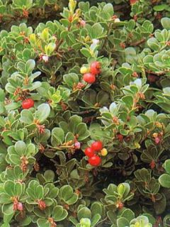 Busserole, Raisin d'ours 'Vancouver Jade'