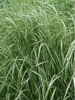 Calamagrostis acutiflora Avalanche - Calamagrostide