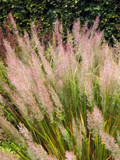 Calamagrostis brachytricha - Herbe aux diamants