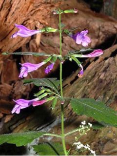 Calament à grandes fleurs