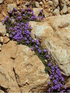 Acinos alpinus - Calament des Alpes - Sariette des Alpes